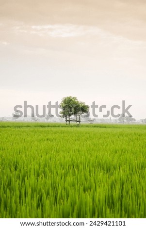 Small hut with grean leaf rooftop in the center of rice field. Beauty scenery in nature indonesia