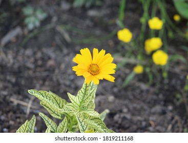 The Small Imitation Like Sunflower With Light Green Leaves And Dark Veins With Yellow Flowers And Brown Mulch In Background.