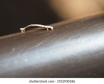 Small Inch Worm On The Railing