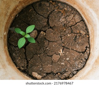 Small Indian Plant In Pot With Dry Soil