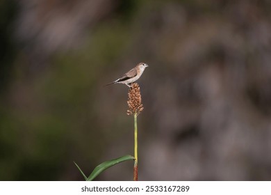 A small Indian silver bill perched on a tall, dried grass stalk, its tiny feet gripping the stem firmly. The background is blurred and dark in color. - Powered by Shutterstock