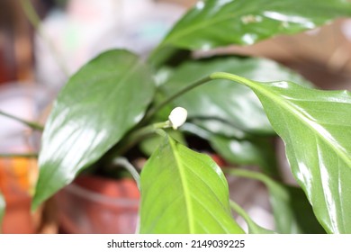 Small Indoor Peace Lilly Flower