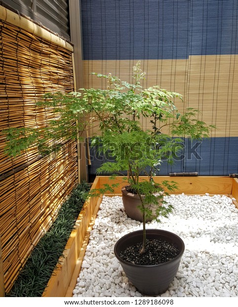 Suchen Sie Nach Small Indoor Zen Garden White Rocks Stockbildern In Hd Und Millionen Weiteren Lizenzfreien Stockfotos Illustrationen Und Vektorgrafiken In Der Shutterstock Kollektion Jeden Tag Werden Tausende Neue Hochwertige Bilder Hinzugefugt