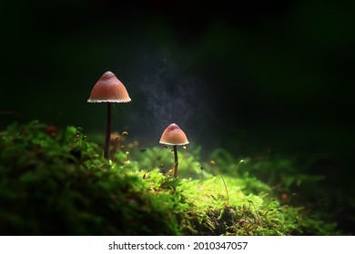 small inedible mushrooms, poisonous mushrooms forest background macro nature wild - Powered by Shutterstock