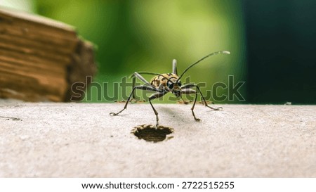 A small insect bug standing on a piece of wood with a blurred green background