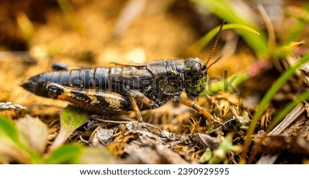 The small insect grasshopper on the yellow and green grass