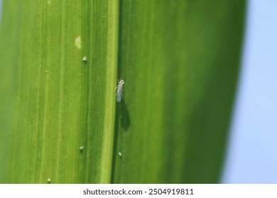 A small insect, leafhopper on a corn leaf. Macrosteles laevis species.