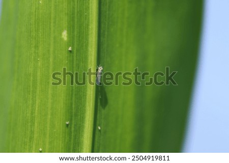 A small insect, leafhopper on a corn leaf. Macrosteles laevis species.
