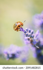 Small insect on lavender flower - Shutterstock ID 2091482815