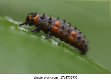 small insect on the leaf