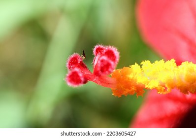 Small Insect On Red Color Flower Stigma