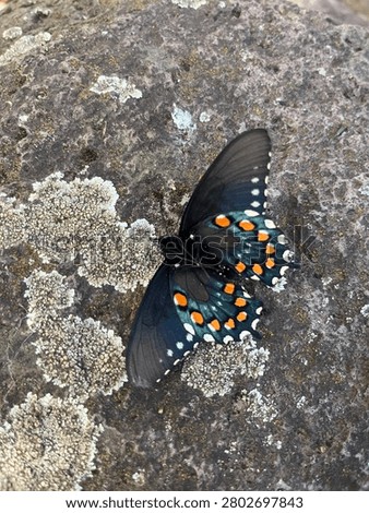 Small insect on a rock
