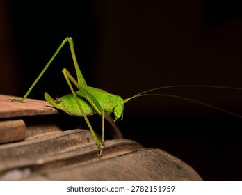 small insect perched on a leaf, argentine patagonia