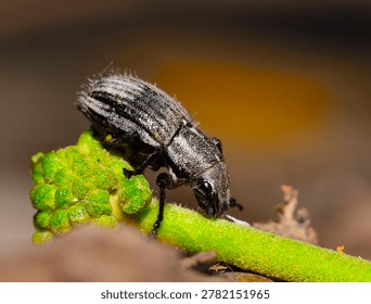 small insect perched on a leaf, argentine patagonia