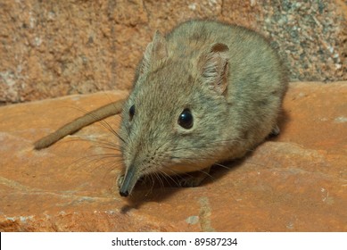 Small insectivore not related to true shrews.  Elongated snout, large ears, prominent eyes with white eye-ring, soft fur, adapted to rocky terrain in mountains.