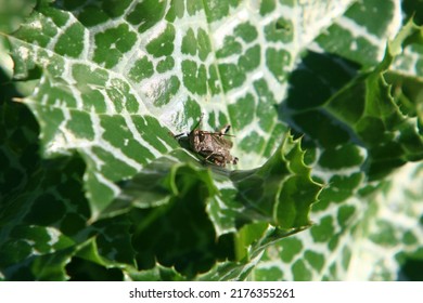 71,958 Small Arthropods Images, Stock Photos & Vectors | Shutterstock