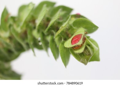  Small insects and red dew drops on green flowers.