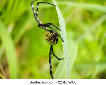 Small Insects Are Waiting For Prey On Flowers And Small Twigs