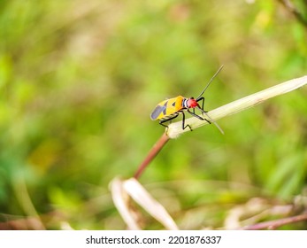 Small Insects Are Waiting For Prey On Flowers And Small Twigs