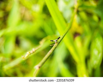 Small Insects Are Waiting For Prey On Flowers And Small Twigs