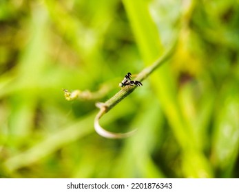 Small Insects Are Waiting For Prey On Flowers And Small Twigs