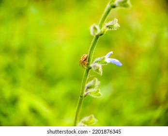 Small Insects Are Waiting For Prey On Flowers And Small Twigs