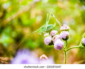 Small Insects Are Waiting For Prey On Flowers And Small Twigs