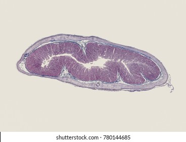 Small Intestine - Cross Section Cut Under Microscope