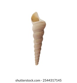 A small, intricately patterned seashell isolated on a white background.