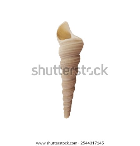 A small, intricately patterned seashell isolated on a white background.