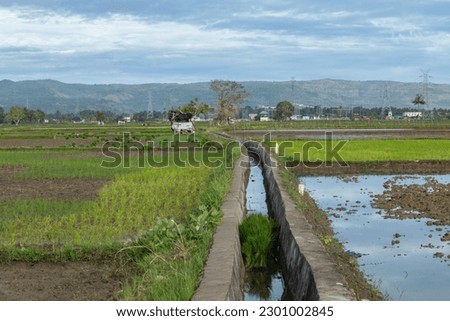 A small irrigation channel flows gently through the midst of the paddy fields, providing the life and nutrients necessary for the promising lush growth of rice crops.