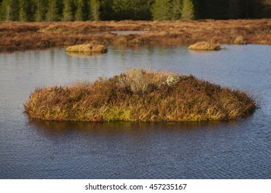 Small Island With Excellent Biodiversity In A Peatland Pool, Forsinard Highland Scotland/