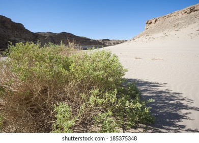 Small Isolated Bush On Sandy Slope In Rocky Eastern Desert Of Egypt