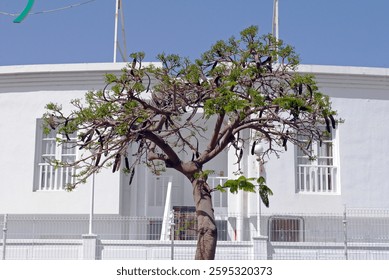 Small Isolated Tree with Background of White Building and Blue Sky 2494-4817-034