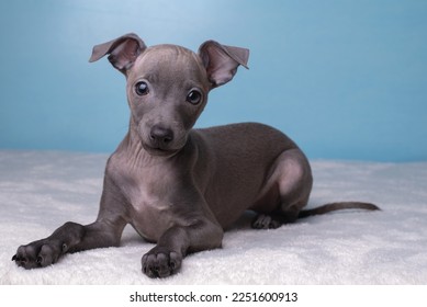 small Italian greyhound on a blue background. levretka puppy