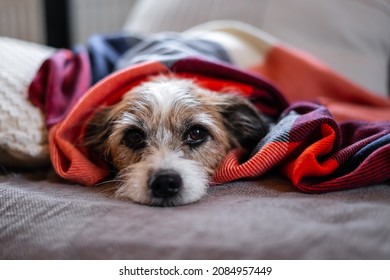 A small Jack Russel dog lies wrapped in a brightly colored blanket on a couch. Looking at the camera.  - Shutterstock ID 2084957449