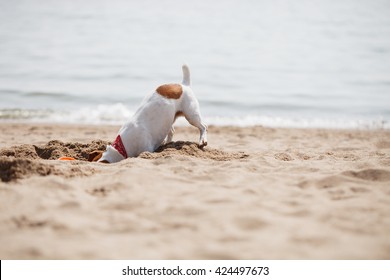 Small Jack Russell Puppy Playing With Frisbee Disc On The Beach Digging Sand. Cute Small Domestic Dog, Good Friend For A Family And Kids