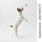 Small Jack Russell Terrier dog isolated jumping up on white background jumping up