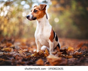 Small Jack Russell Terrier Dog Sitting On Autumn Leaves, Looking To Side, Shallow Depth Of Field Photo With Bokeh Blurred Trees In Background