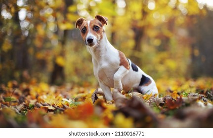 Small Jack Russell Terrier Dog Sitting On Autumn Leaves, Shallow Depth Of Field Photo With Bokeh Blurred Trees In Background