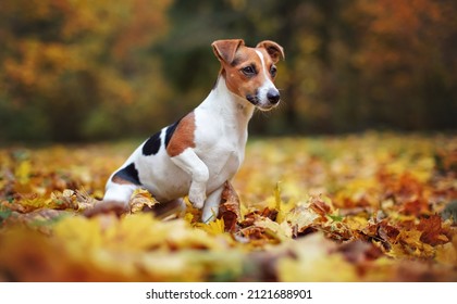 Small Jack Russell Terrier Dog Sitting On Autumn Leaves, Looking To Side, Shallow Depth Of Field Photo With Bokeh Blurred Trees In Background