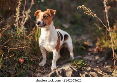 Small Jack Russell Terrier Dog Walking On Forest Road, Sun Shines On Her - Shallow Depth Of Field Photo