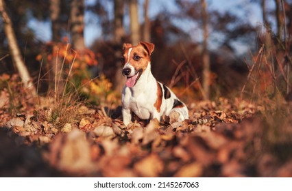 Small Jack Russell Terrier Dog Sitting On Sun Lit Autumn Leaves, Tongue Out Shallow Depth Of Field Photo With Bokeh Blurred Trees In Background