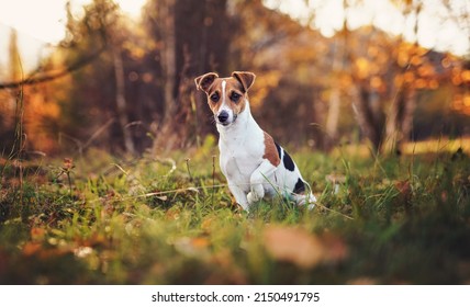 Small Jack Russell Terrier Dog Sitting On Autumn Leaves, Shallow Depth Of Field Photo With Bokeh Blurred Trees In Background