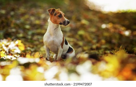 Small Jack Russell Terrier Dog Sitting On Autumn Leaves, Shallow Depth Of Field Photo With Bokeh Blurred Trees In Background