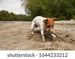 Small Jack Russell terrier playing with wooden stick on sandy beach near river, her fur wet from swimming