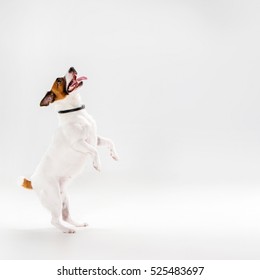 Petite Jack Russell Terrier jouant sur fond blanc : photo de stock