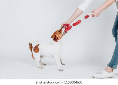 Small Jack Russell Terrier Plays Together With Owner. Playful Dog Pulls Toy From Owners Hands. Isolated On White Background. Studio Portrait