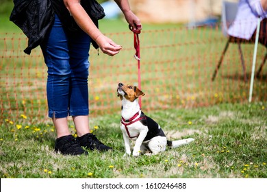 A Small Jack Russell Waiting To Be Judged In A Village Fete Dog Show