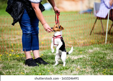 A Small Jack Russell Waiting To Be Judged In A Village Fete Dog Show